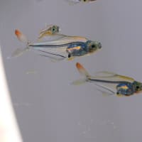 導入 Rainbow Crystal Aquarium