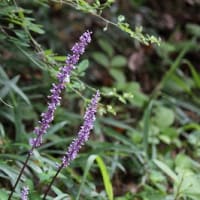 神戸市森林植物園にて