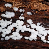 イボタノキにウラゴマダラシジミ、イチモンジチョウ、ウスバシロチョウ。ショッキングピンクのシモツケ咲く。変形菌のタマツノホコリ（妻女山里山通信）