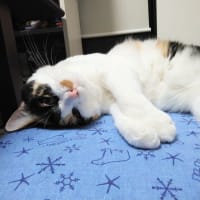 マグネットにゃんこ♪♪　試作の６月でした。