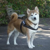 琥珀通信。。お楽しみの秋