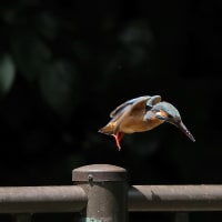 カワセミ！（1）《 カワちゃん、飛び飛びなのだ 》