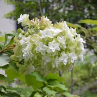 早！7月に入りましたね！！