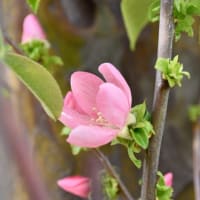 アケビとカリンの花