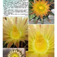 花巡り　「サボテン－5」   ３５年目で咲いた    サボテン