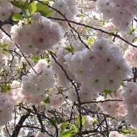 「八重桜」
