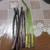 夏野菜の種まき