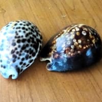 最後は　タカラガイ