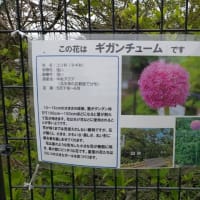 青い花「ネモフィラ」が見頃です★