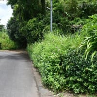 期待ほど降らず　唐芋収穫見込めず　2025/07/11（鹿児島）