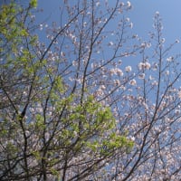 桜が
