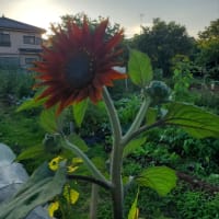 野菜畑のはずが、花畑に。