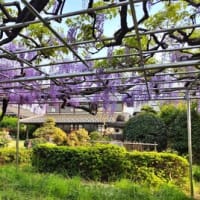 Walkingを兼ねて公園墓地の藤を見に