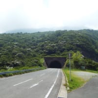 ヤマボウシ開花情報（第４号）