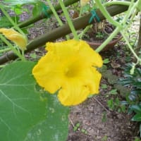 「かぼちゃ」さんのお花さんが咲きました。