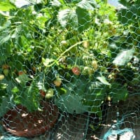 家庭菜園収穫 イチゴとキヌサヤと新タマネギ