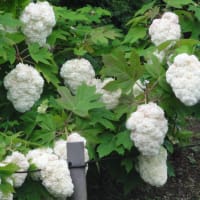 幹線道路から一歩入った所に何と菖蒲（しょうぶ）が満開です！見応えあります。