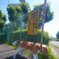 今日のおさんぽ。