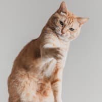 たてこむ