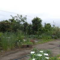 小雨でもバラ鉢植え水やり