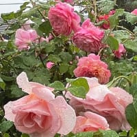 薔薇のドライブ旅行記
