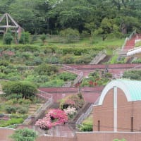 岡山半田山植物園の温室の中とバラ