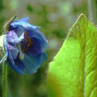 ヒマラヤの青いケシのお花見に行ってきました。