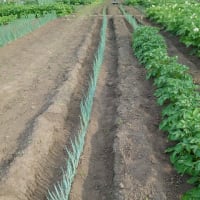 我が家の野菜たち