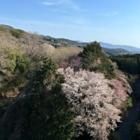山桜MTBライド