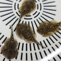 熱帯魚入荷