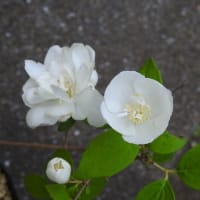 白いさわやかな梅花ウツギの花