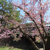 「夙川河川敷緑地（夙川公園）」でお花見　２０２４🌸