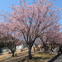 蜂須賀桜が満開です。