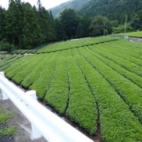 揖斐川町　茶畑