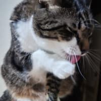ポル胡くん  お出かけしても良いですか