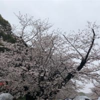 千鳥ヶ淵、天王洲、上野公園の桜　20230322-23