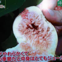 千葉の贈り物　千葉県袖ケ浦市の「いちじく」のご紹介（フジテレビよりご紹介）