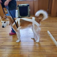 4月と5月にテリントンTタッチワークショップを開催します
