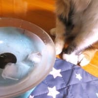 「猫と人の暑さ対策」