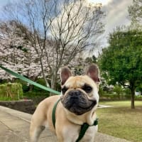 桜が見頃