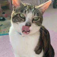カツオ