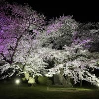桜の季節終了