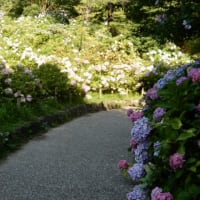 紫陽花。。名古屋市茶屋ヶ坂公園のはもうマックス。私の紫陽花の油絵もこんなものかな