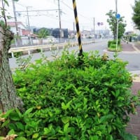 大仙公園・続きから阪和線沿い