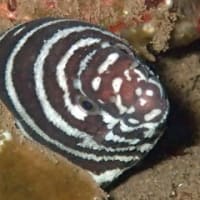 ひさびさアメッド(^。^)