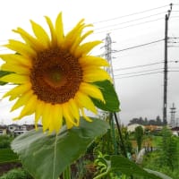 「ひまわり」に想う