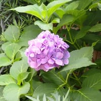 今年の紫陽花！！