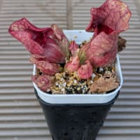 ホシクサを植える鉢