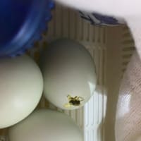 あー、迷うなー。