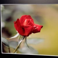 ２０２５こども植物園写真展　２